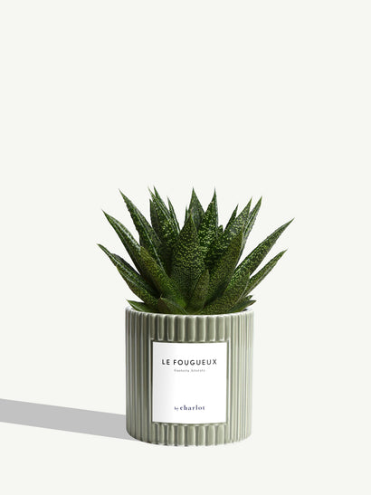 Le Fougueux - Céramique Olive Cannelé