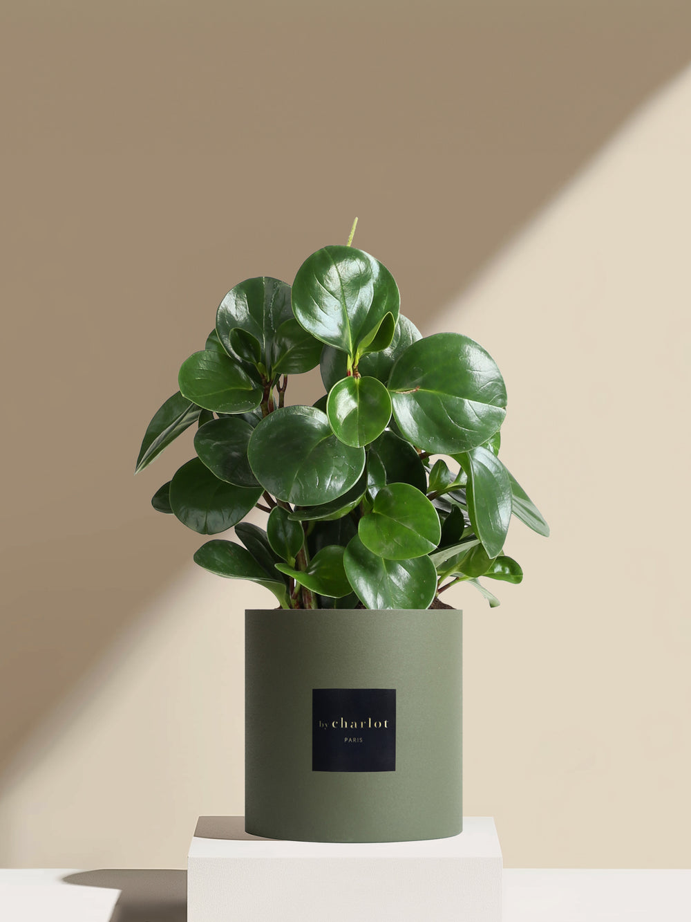 Le Généreux - Pot vert