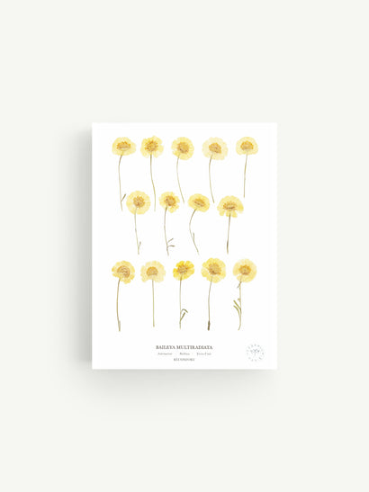 Baileya Herbarium