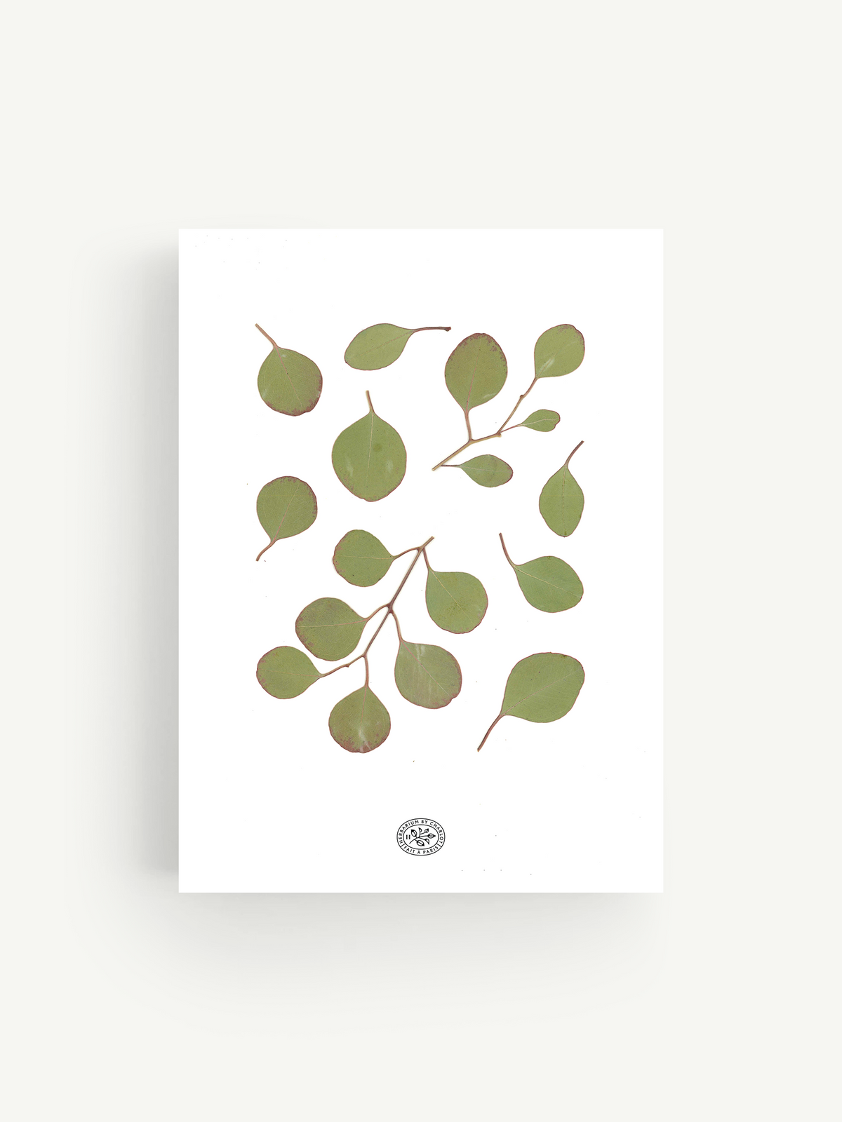 White Eucalyptus Herbarium 