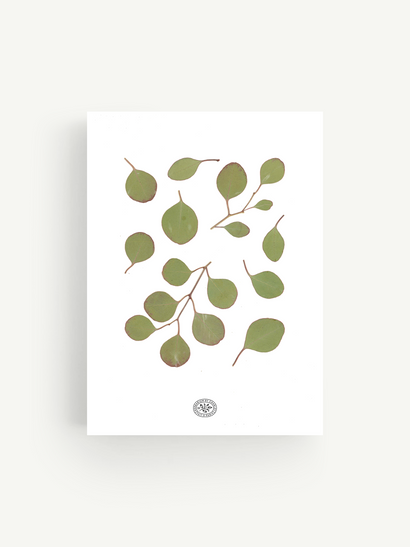 White Eucalyptus Herbarium 