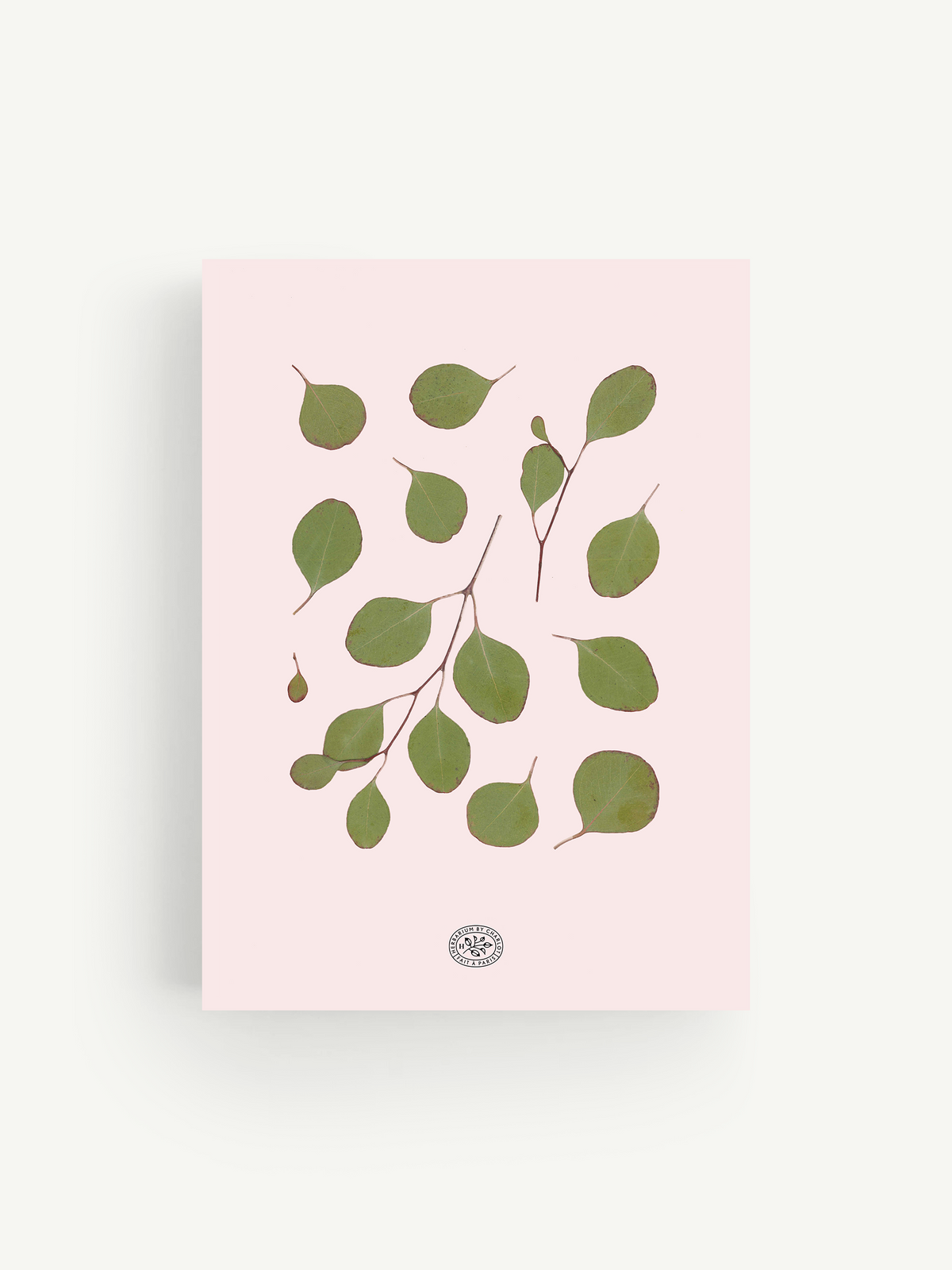 Pink Eucalyptus Herbarium 