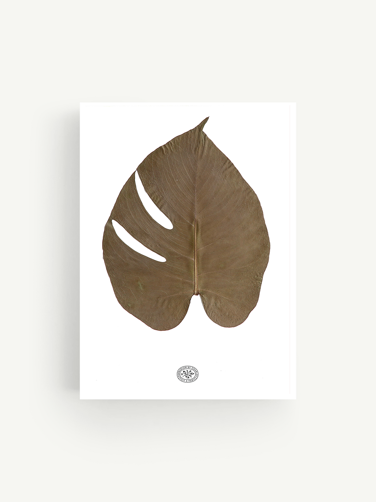 Monstera herbarium white background