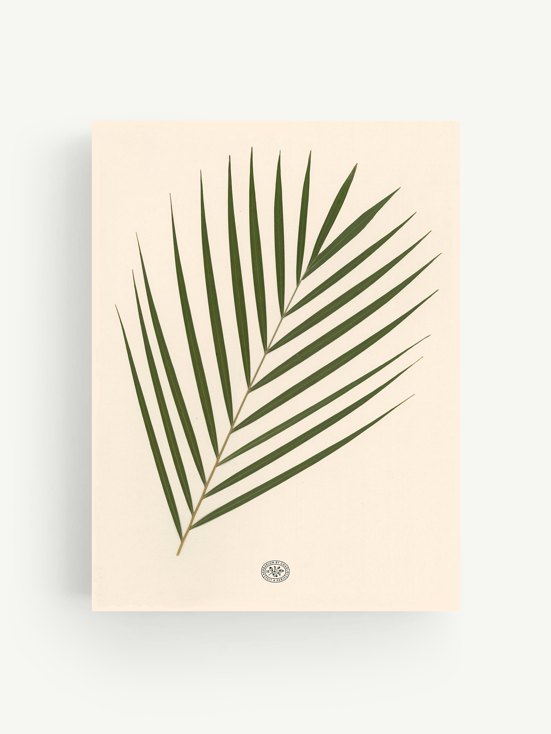 Herbier Palmier fond beige