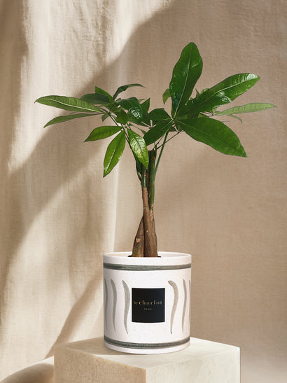 The Aviator - INI Olive Ceramic