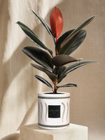 The Elegant - Green INI CERAMIC Pot 