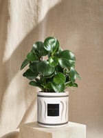 Le Généreux - Céramique INI Olive