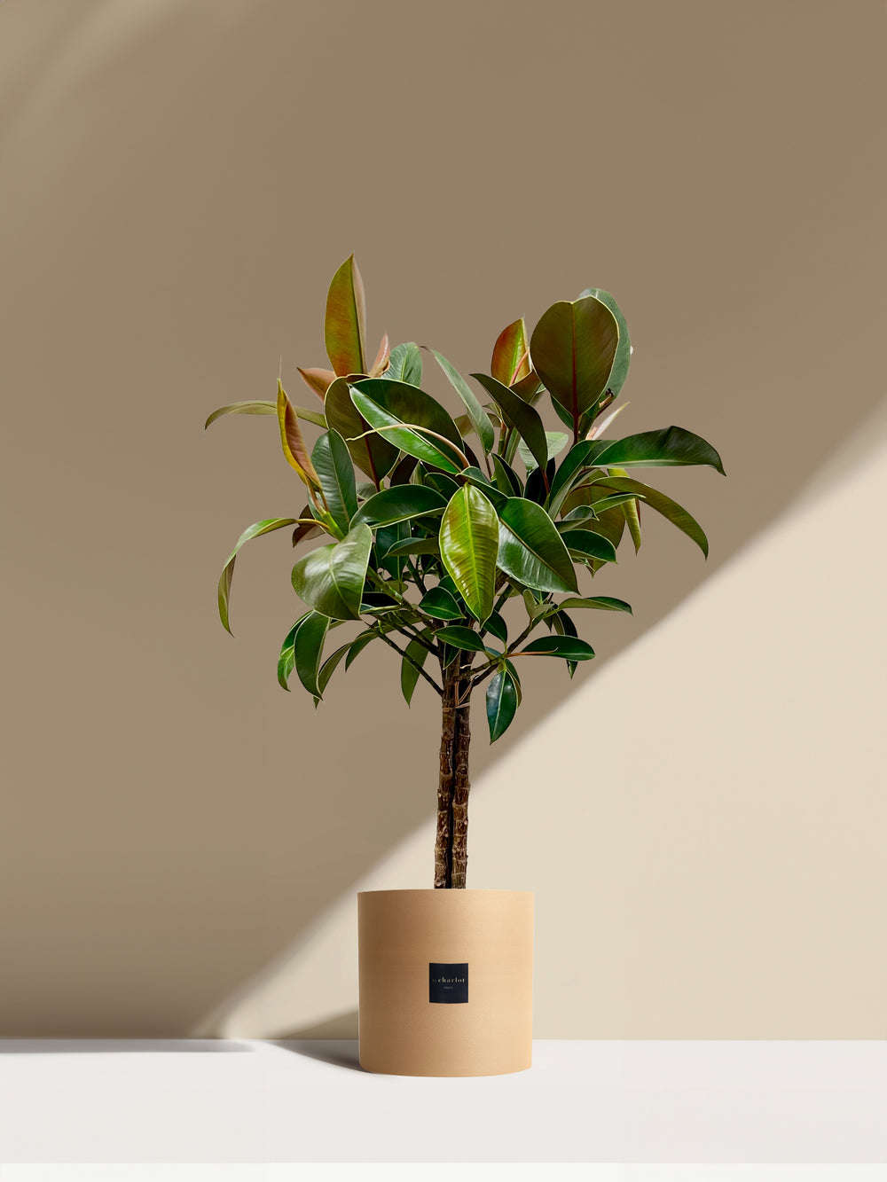 Le Magnifique- Pot beige