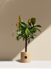 Le Magnifique- Pot beige
