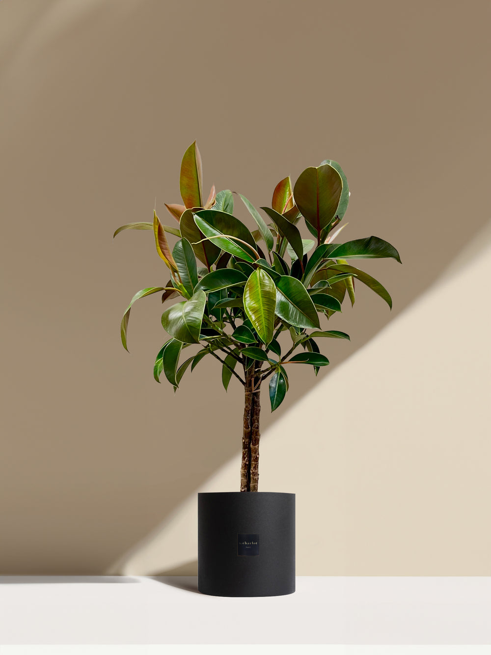 Le Magnifique- Pot noir