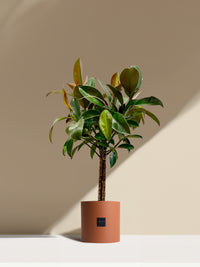 Le Magnifique- Pot brique