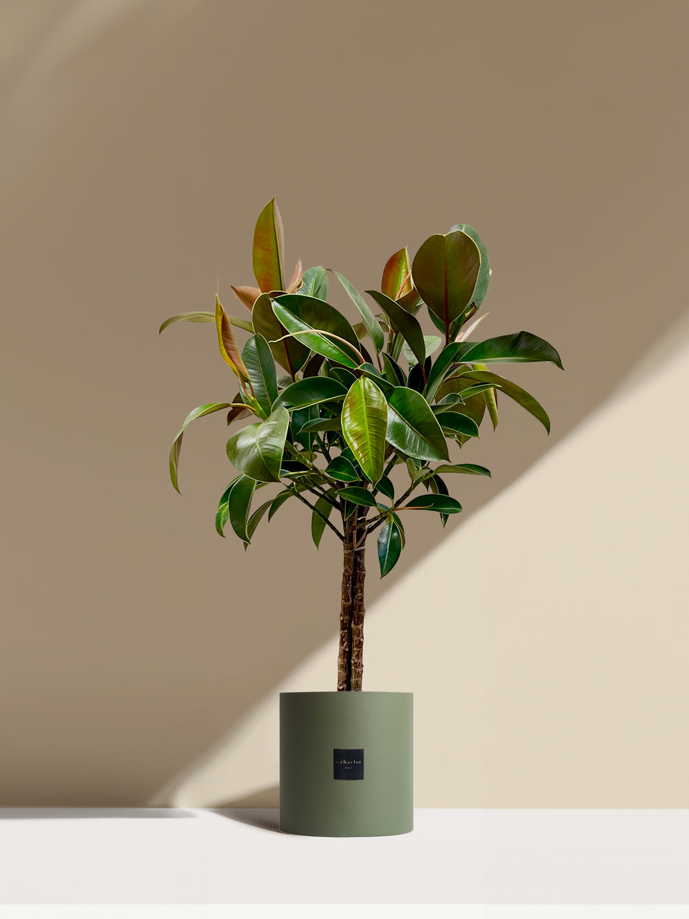 Le Magnifique- Pot vert