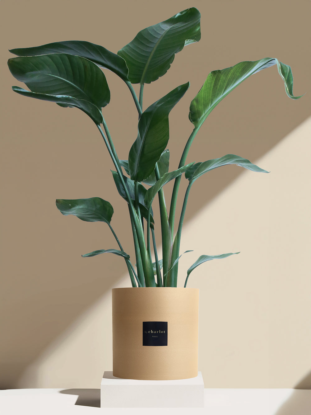 La Nomade- Pot beige