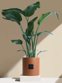 La Nomade - Pot brique