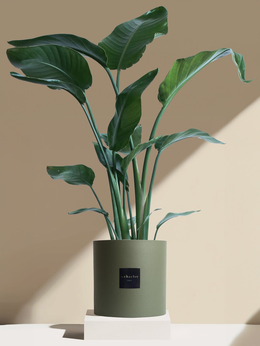 La Nomade - Pot vert