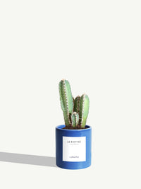 The Refined