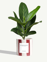 La Ravissante