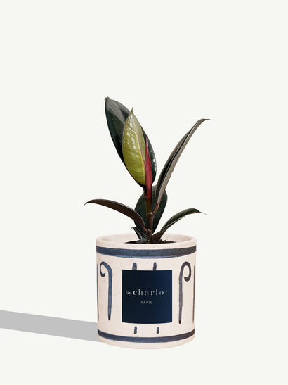 The Elegant - INI Blue Ceramic