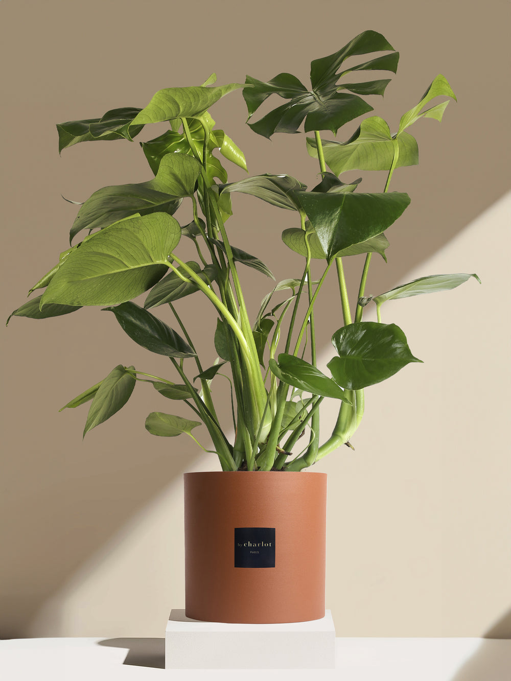 La Sauvage - Pot brique