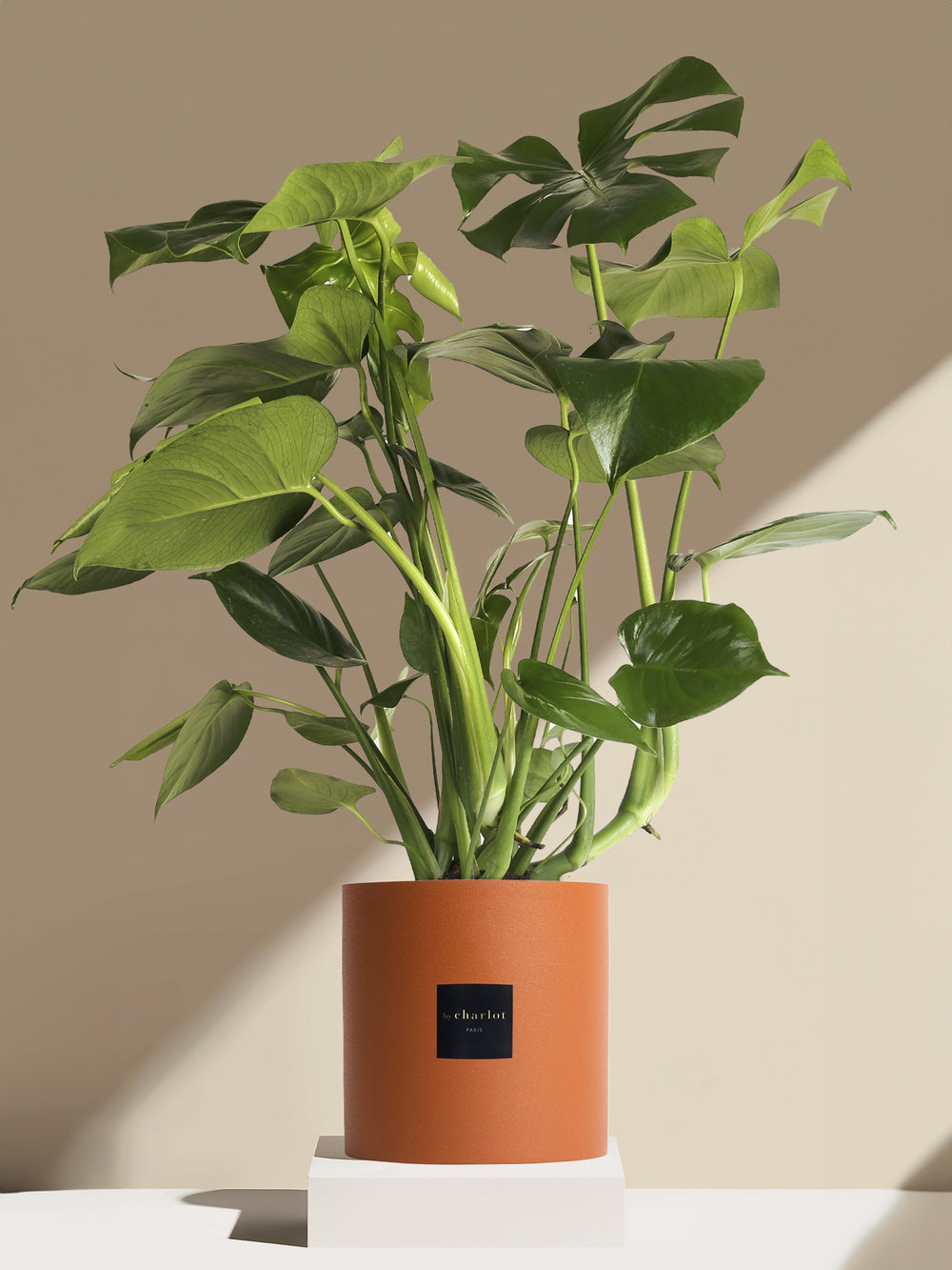 La Sauvage - Pot terracotta