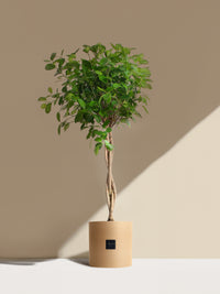 La Sublime - Pot beige