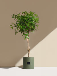 La Sublime - Pot vert