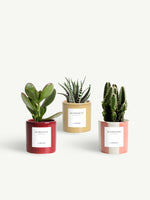 Trio miniature céramique clair