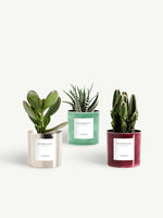 Trio miniature métal coloré