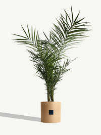 Le Californien - XL - Eole