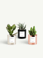 Trio miniature métal brut