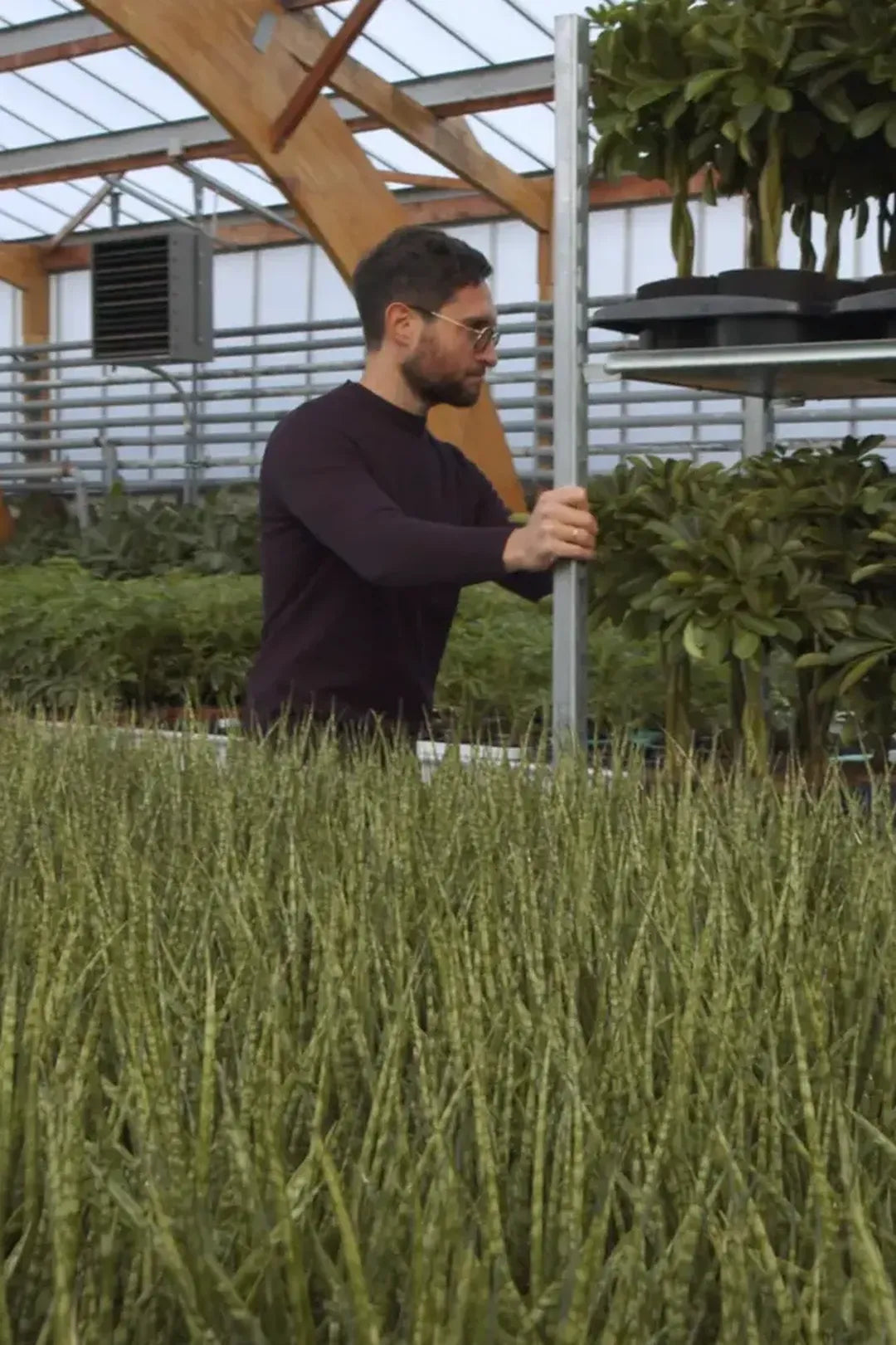 Dans les serres, au moment de choisir les plantes