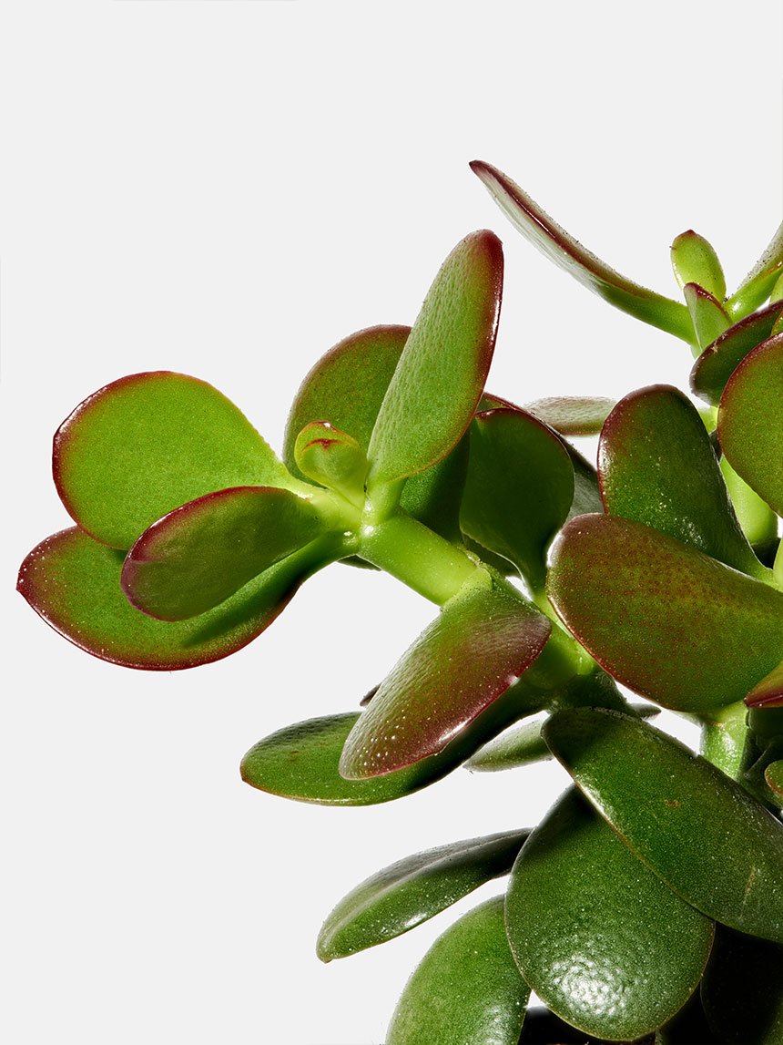 The Delicate 