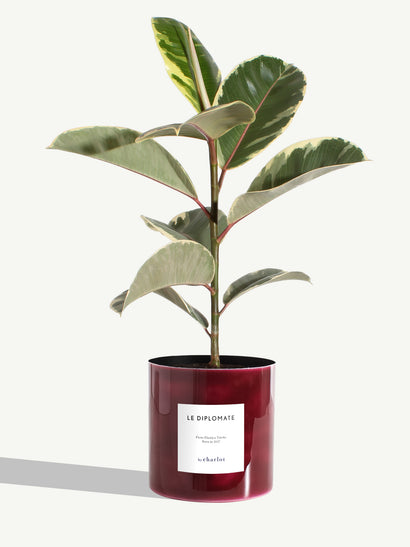 Le Diplomate- Métal Vernis Rouge Pourpre