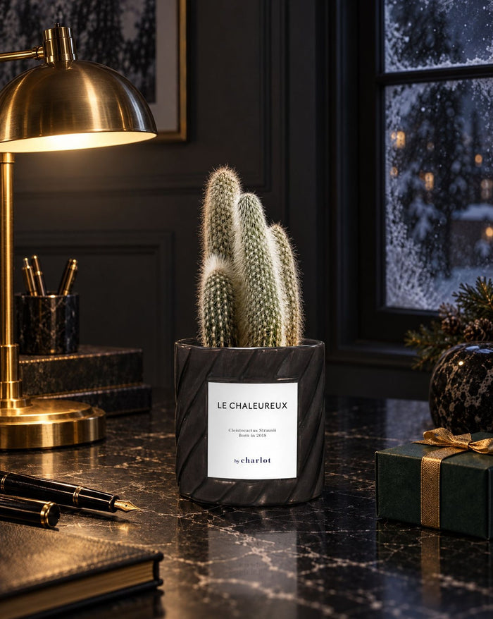A cactus in its black pot on a desk on a winter evening