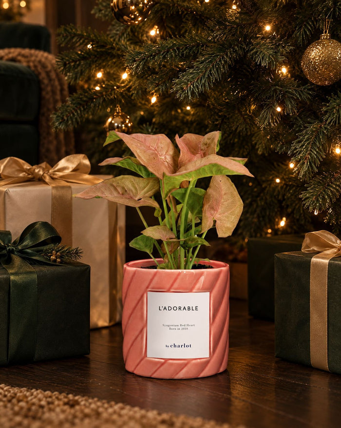 A pink plant in its pot under the Christmas tree