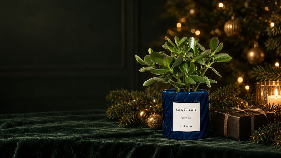 La Délicate, a living plant in its hand-made blue ceramic pot, beside a Christmas tree and a gift