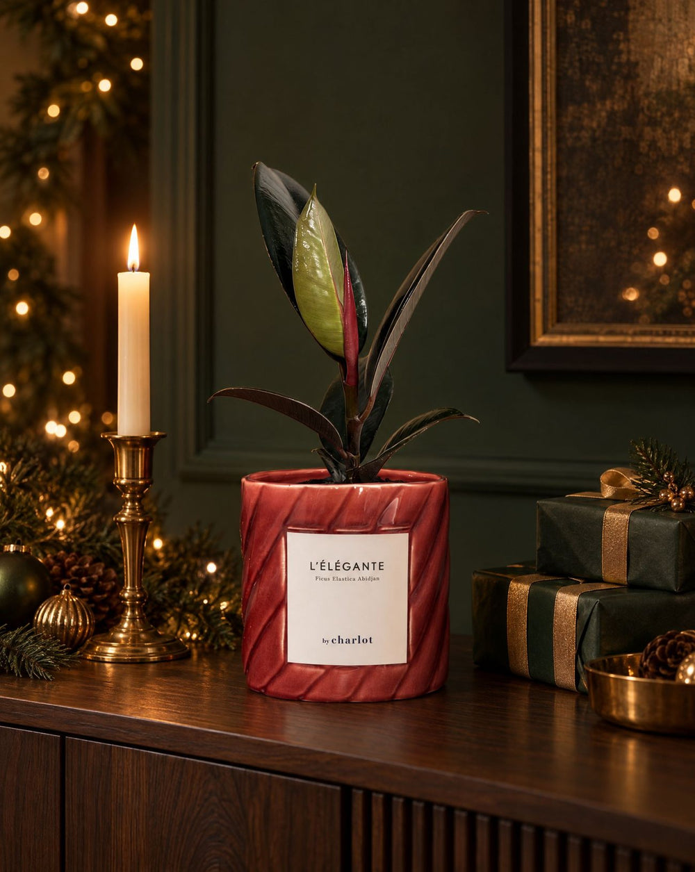 Une plante dans son pot de fête, près du sapin