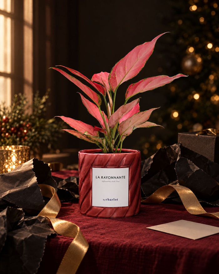 A pink-leaved plant among Christmas wrapping